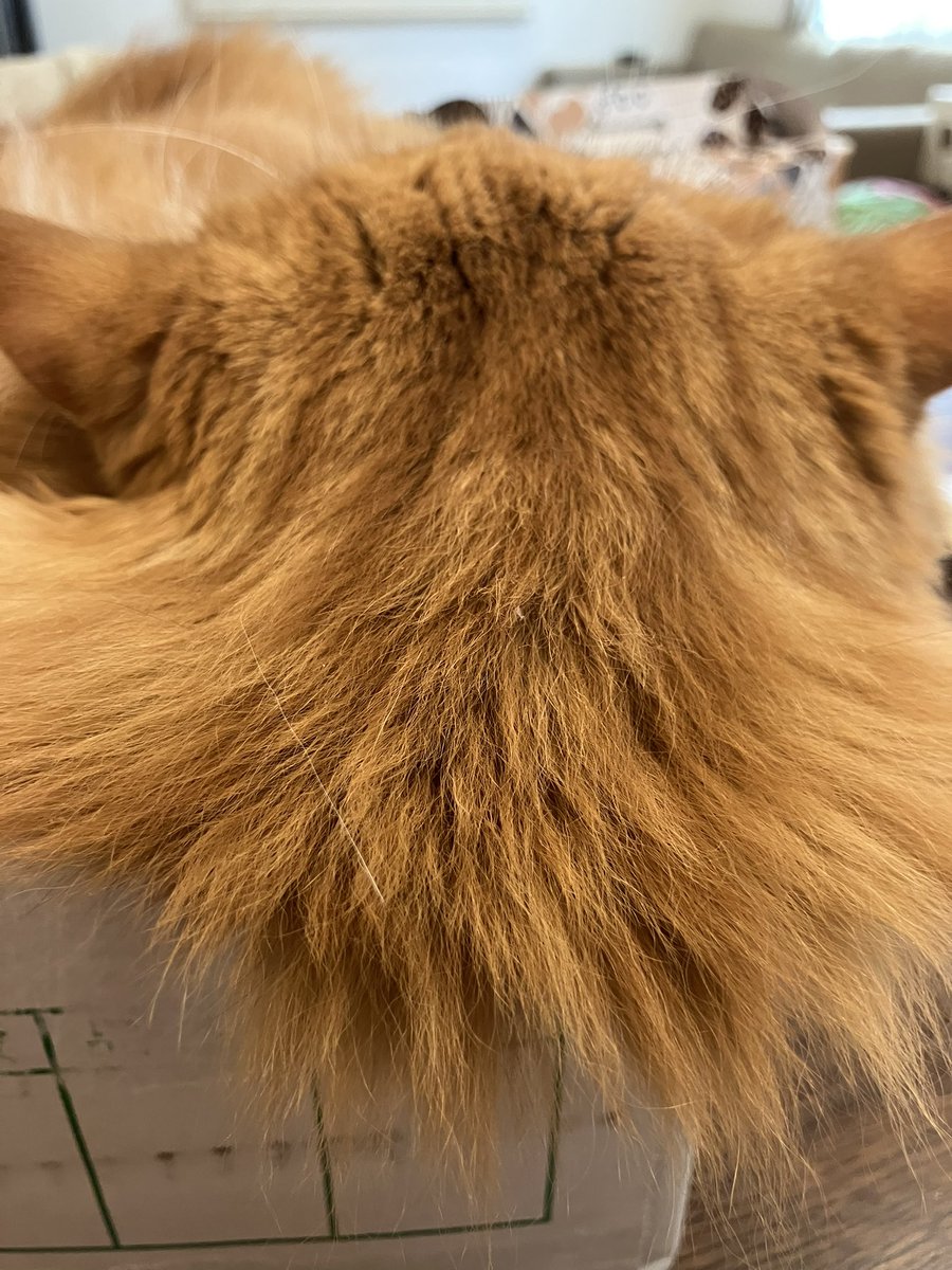 おはようございます♪
今日はお仕事お休み。
まったりしようね♪