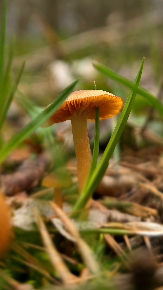 KaeAudhild's tweet photo. Look at this tiny mushroom that grew around a blade of grass 🍄🌱 

I found this on a trail at Lime Hollow Nature Center in Cortland, NY — early spring is full of little things like this if you slow down enough to notice. ✨️ 

Follow to see more Upstate NY finds! 💖 https://t.co/yrZn76qj22