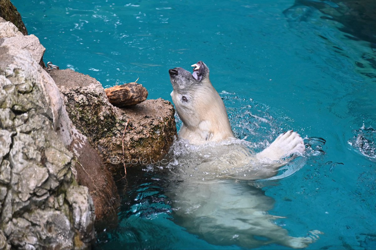 いぬかずき tweet media