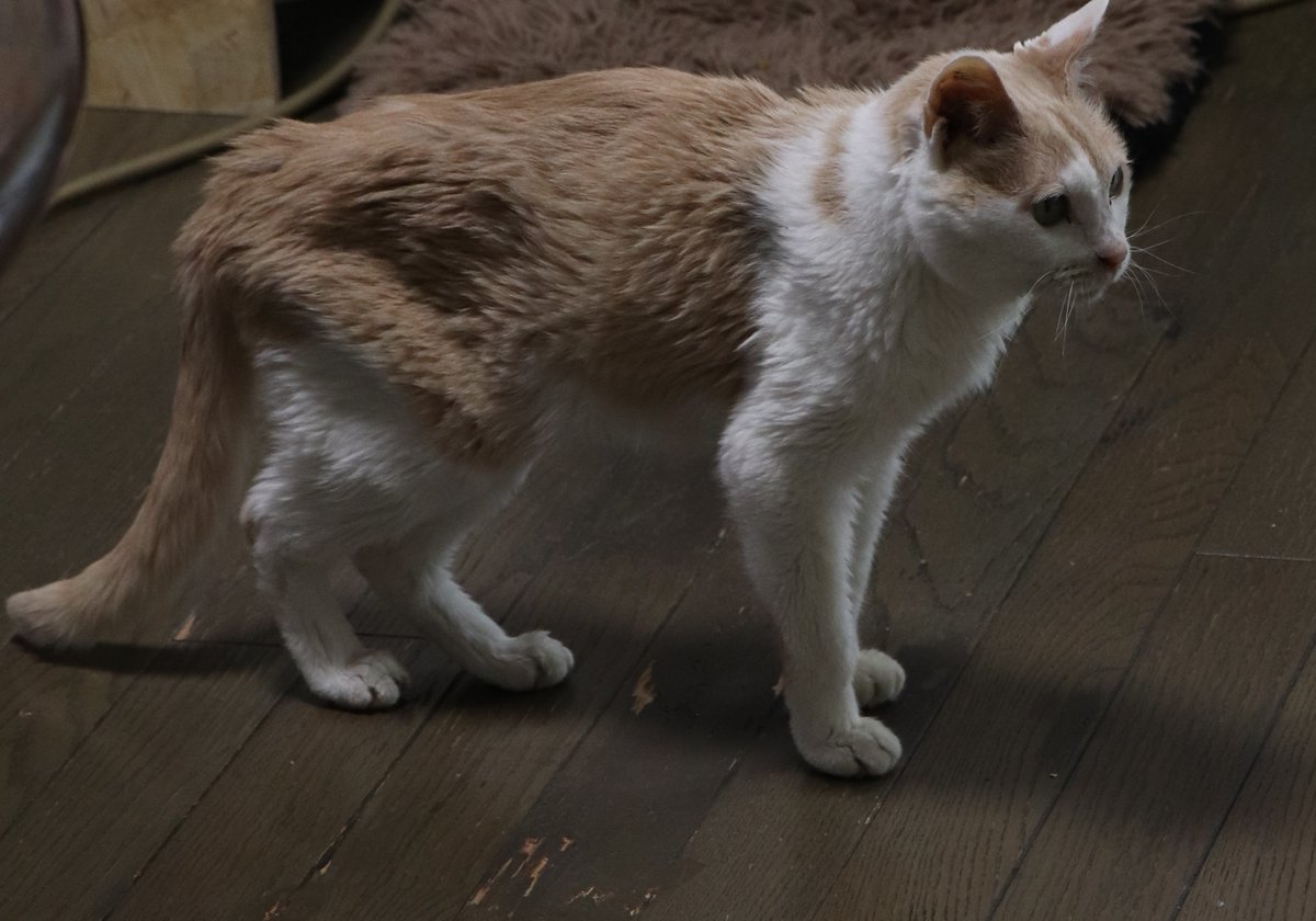 画家　中上誠章 tweet media