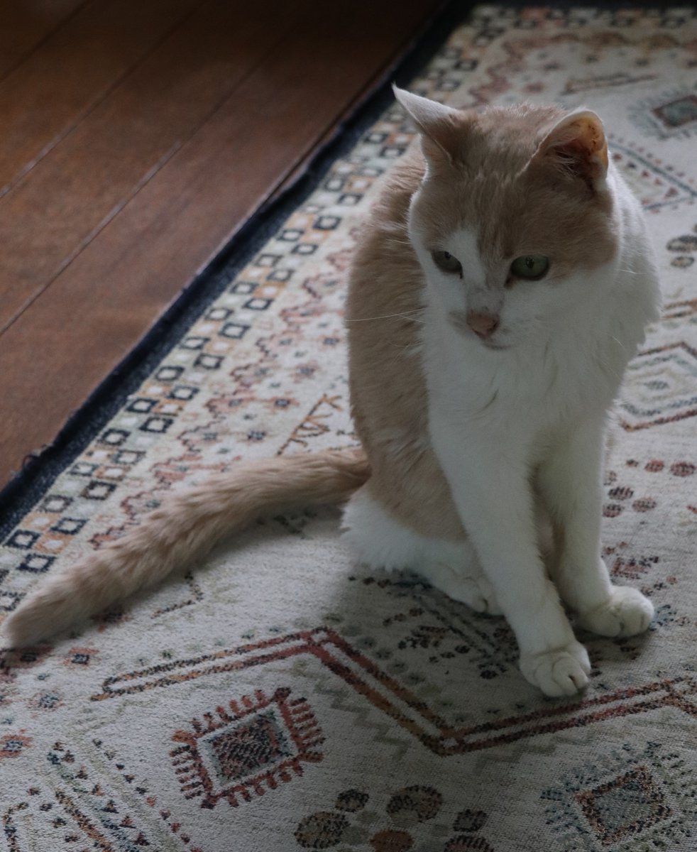 画家　中上誠章 tweet media