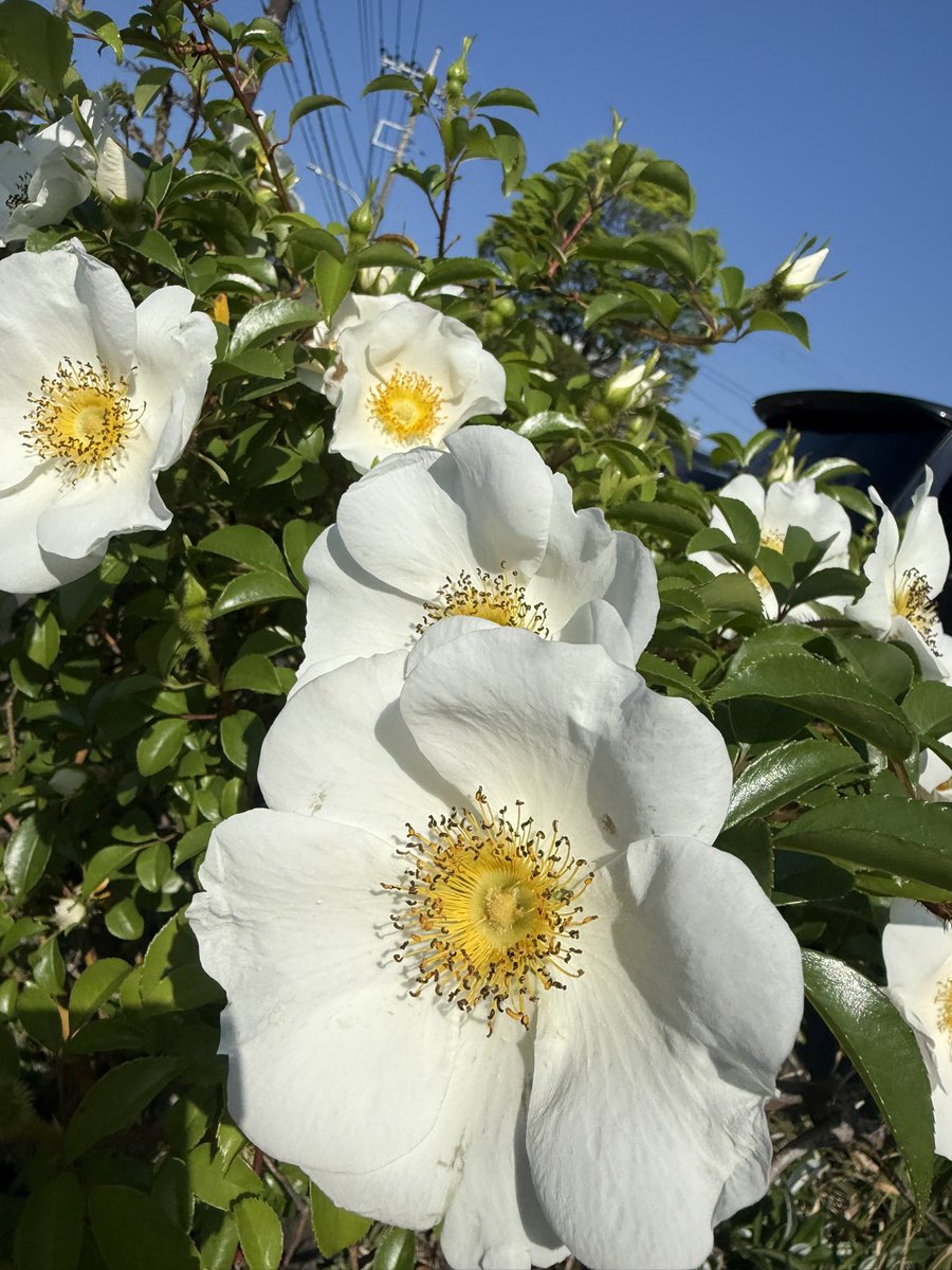 くろさわかな🥐2025年11月メジャーデビュー tweet media