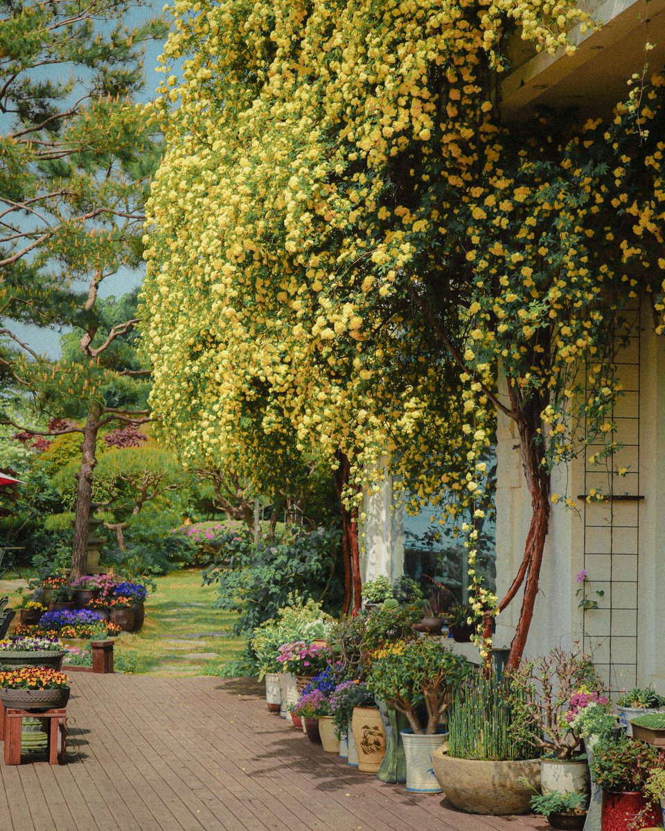 Visita Corea tweet media