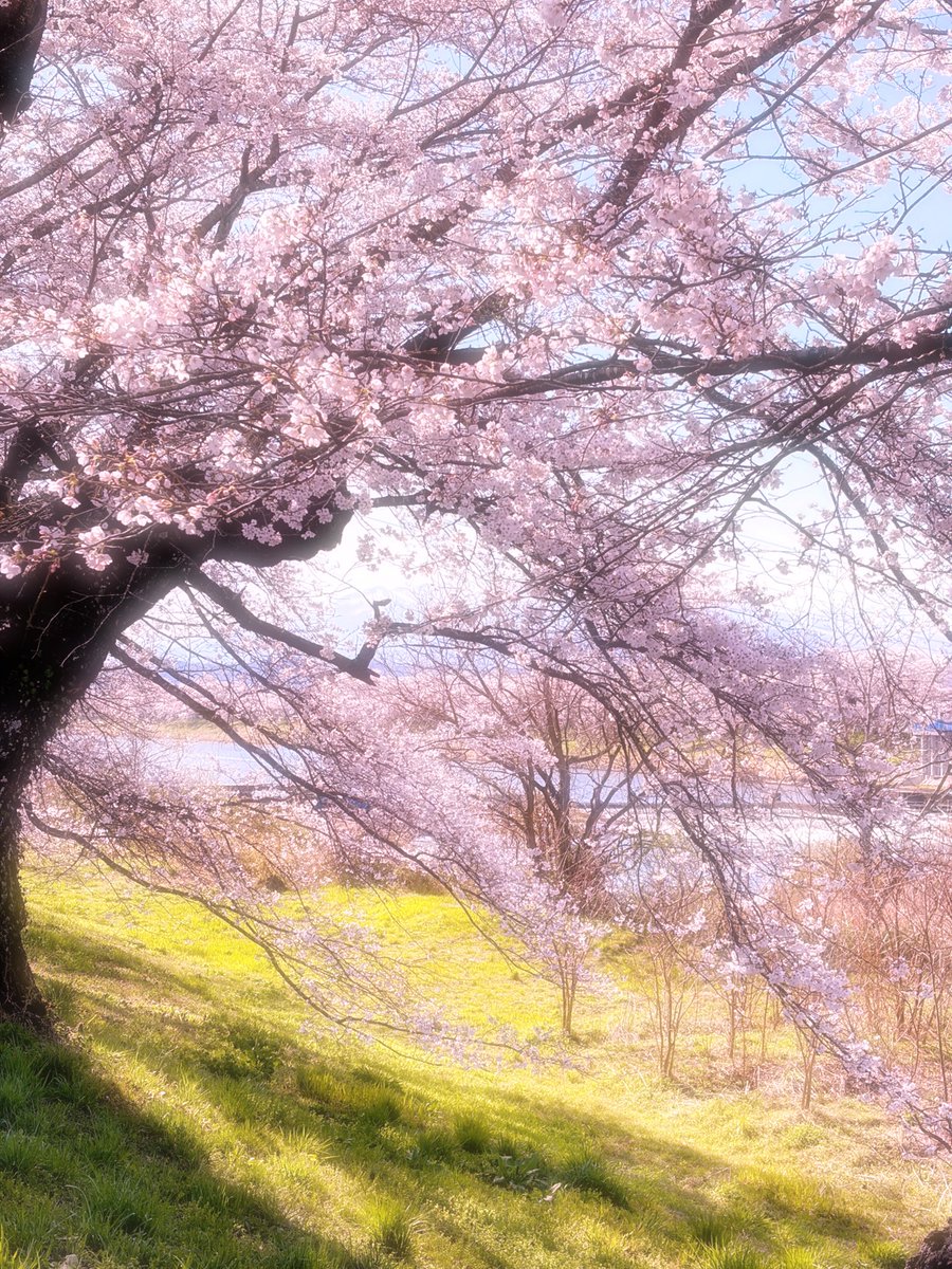 みるくちゃん🐈 tweet media