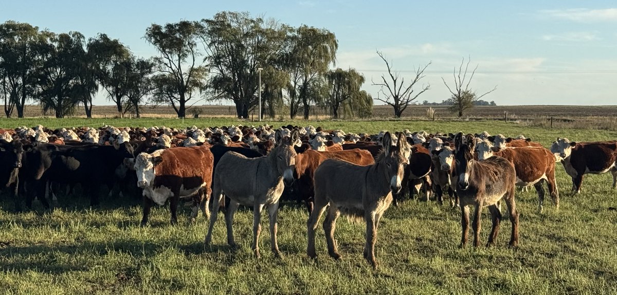 Santiago del Solar tweet media