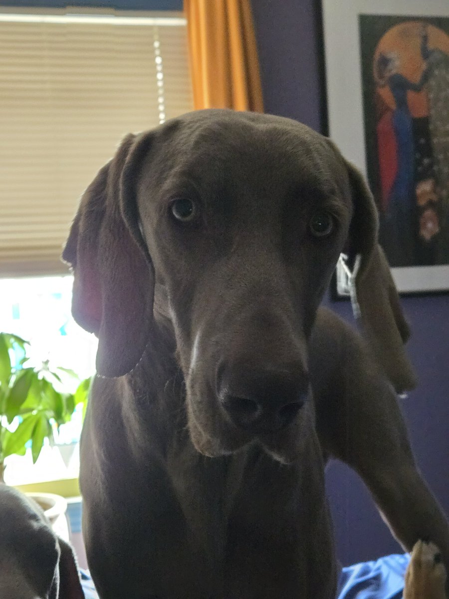 GypsyWolf tweet media