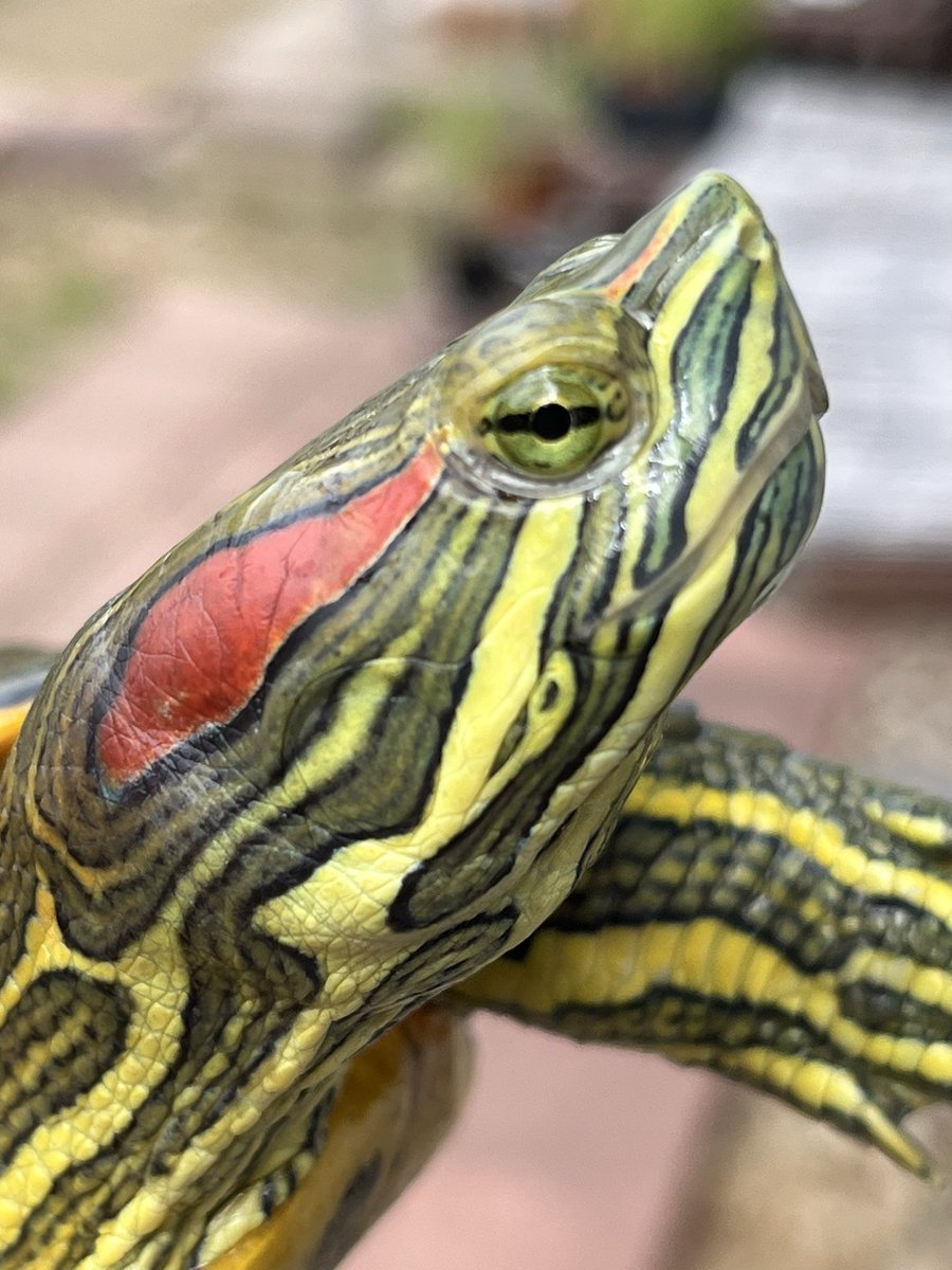 亀吉🐢テン🐢の世話係Ｔ😁 tweet media