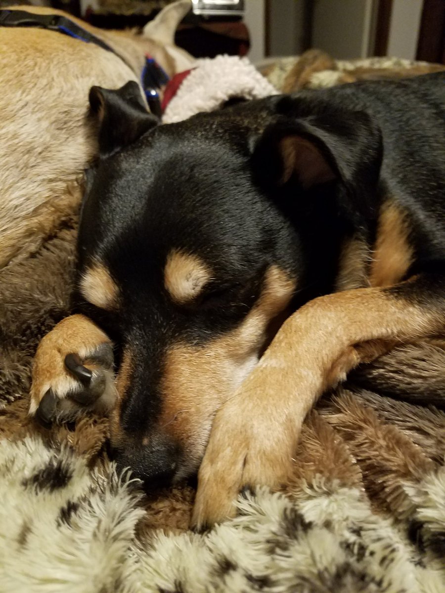 AspenPeeks's tweet photo. RIP Buddy
2008 - 4/15/2026

My Handsome Buddy Boy, Forever in my Heart ♥️

#dogmom #lossofapet #rainbowbridge #petmemorial #petlovers https://t.co/mdIBtRiDJx