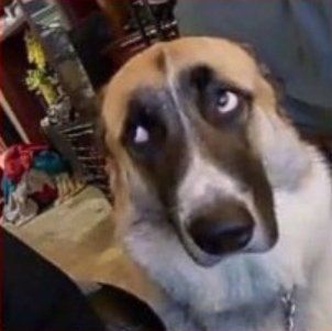 Gabriel Salvatore tweet media