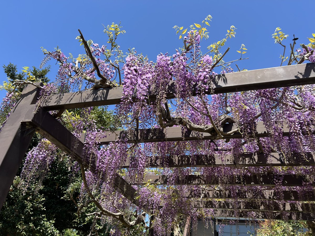 おはようございます
藤の花が咲くタイミングに毎年おどろかされます