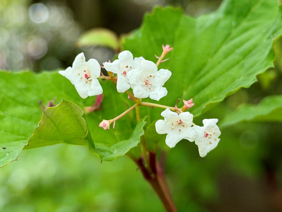 TonogayatoTeien's tweet image. #TonogayatoGardens was constructed without sacrificing the original landscape of the Musashino Uplands too much, making it possible for a dazzling array of wild plants to continue propagating freely and naturally up to this day.
Come visit us, especially if you love #wildflowers!