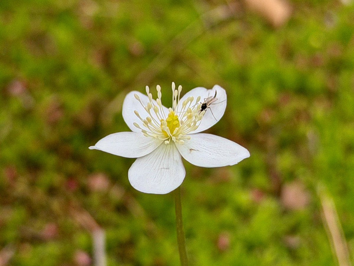 TonogayatoTeien's tweet image. #TonogayatoGardens was constructed without sacrificing the original landscape of the Musashino Uplands too much, making it possible for a dazzling array of wild plants to continue propagating freely and naturally up to this day.
Come visit us, especially if you love #wildflowers!