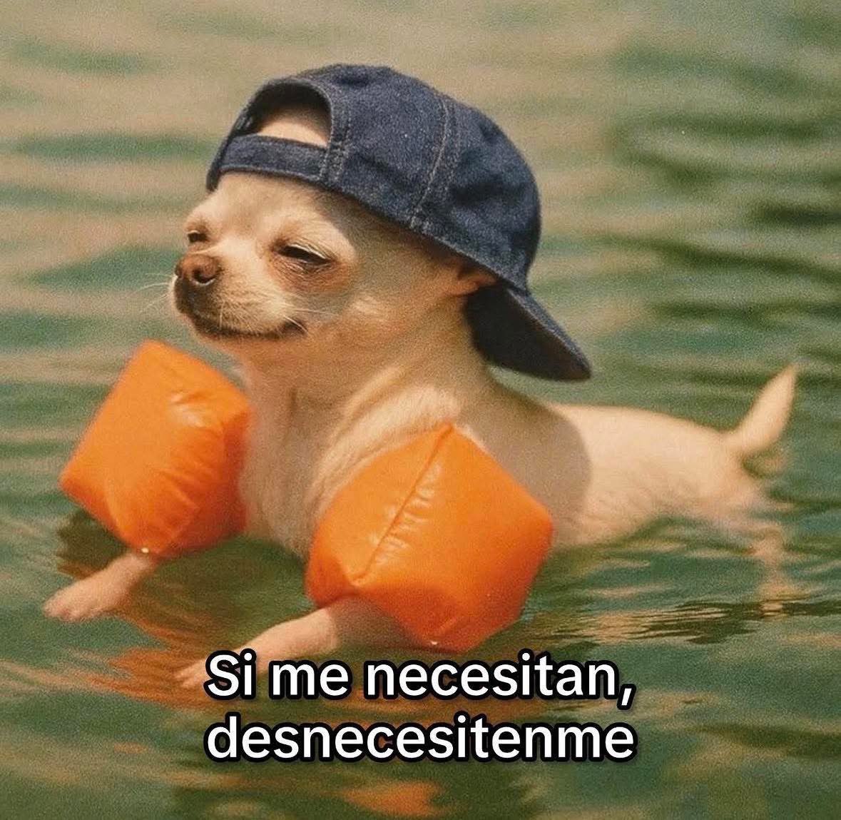 Dilo con perritos tweet media