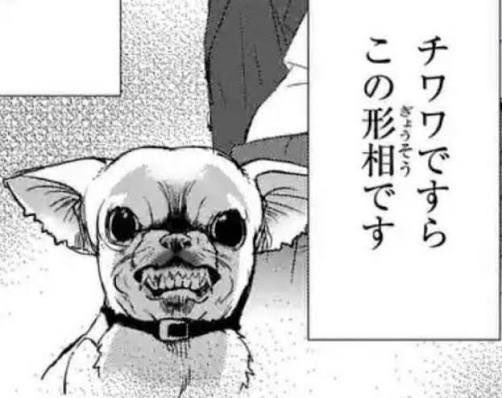 香具師 tweet media