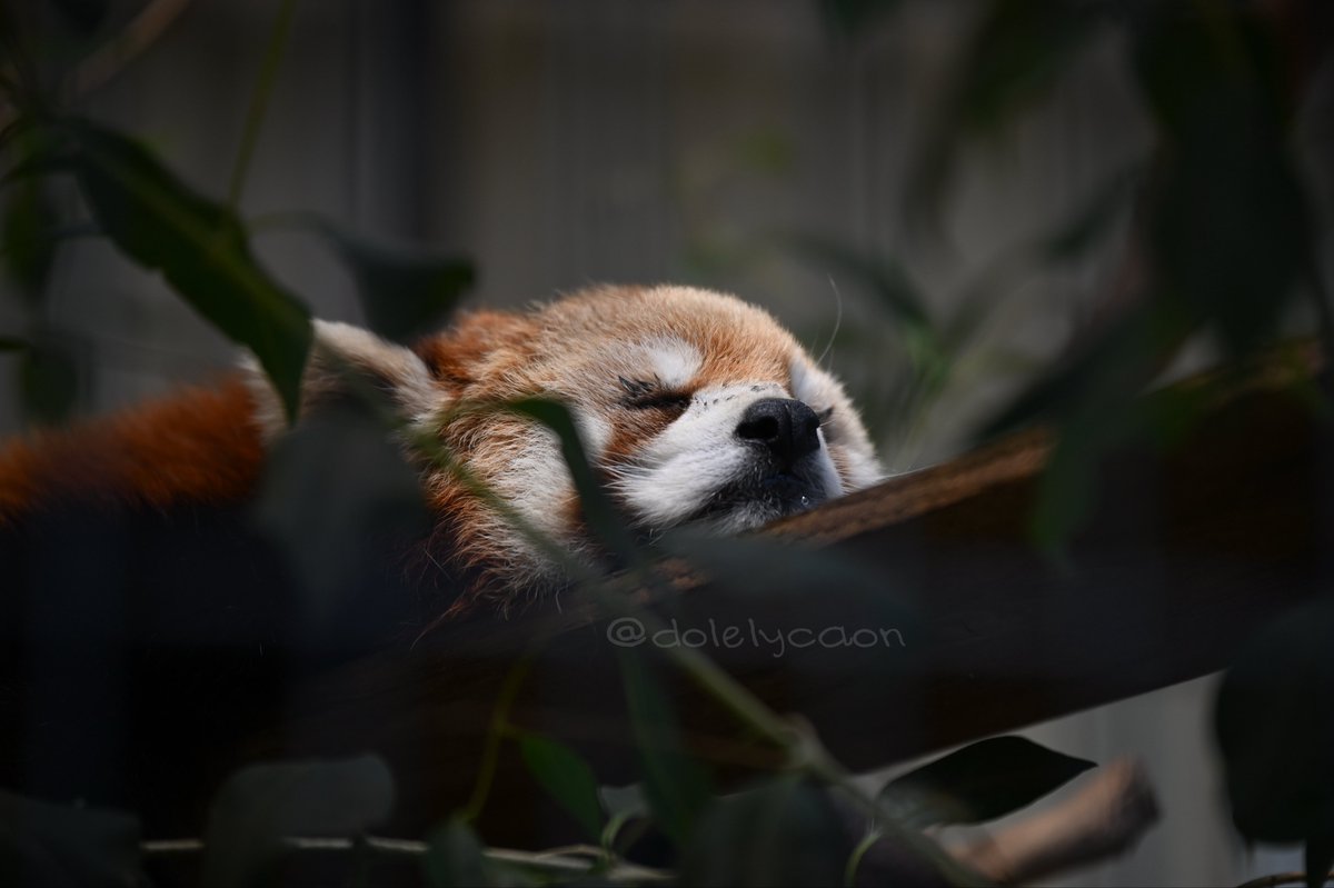 いぬかずき tweet media