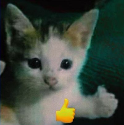 Waos, el fandub de Wendy x Dipper tuvo buenos números tanto en la página como en el perfil de Mora. Trataré de traer más fandubs en el futuro.