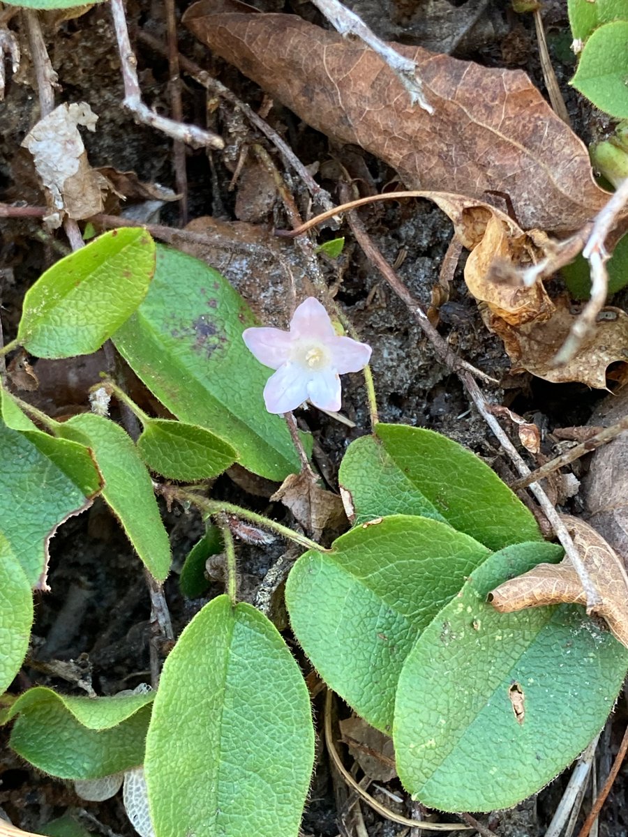 🌲 ⛄️Joe Sapia ⛄️ 🛷 tweet media