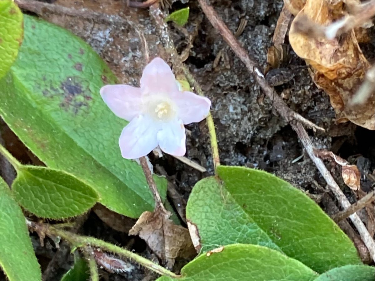 🌲 ⛄️Joe Sapia ⛄️ 🛷 tweet media