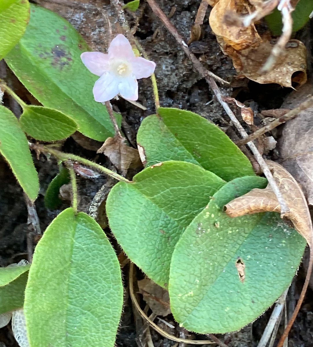 🌲 ⛄️Joe Sapia ⛄️ 🛷 tweet media