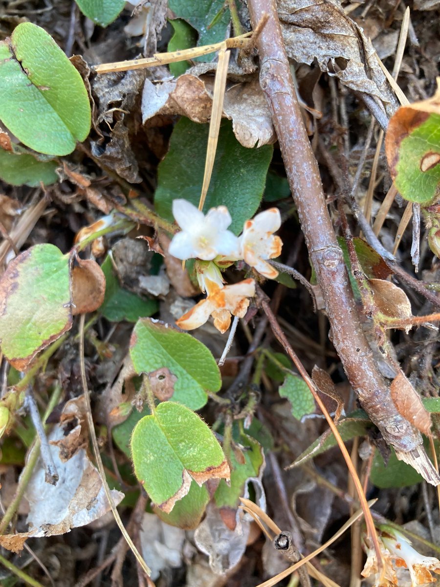 🌲 ⛄️Joe Sapia ⛄️ 🛷 tweet media