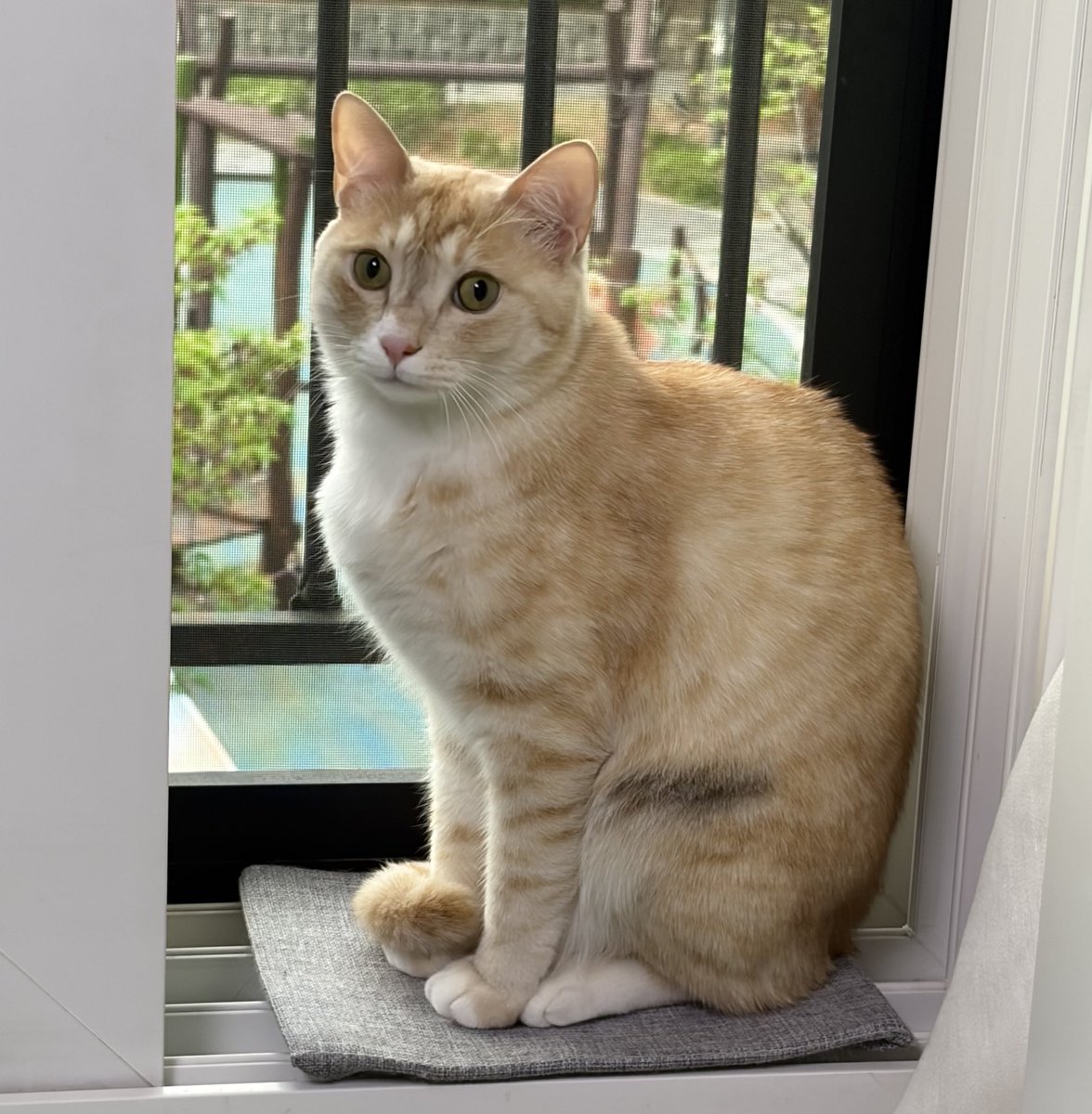 아침 붓기 안빠진 고앵이(그래도 부르면 돌아봐줌)