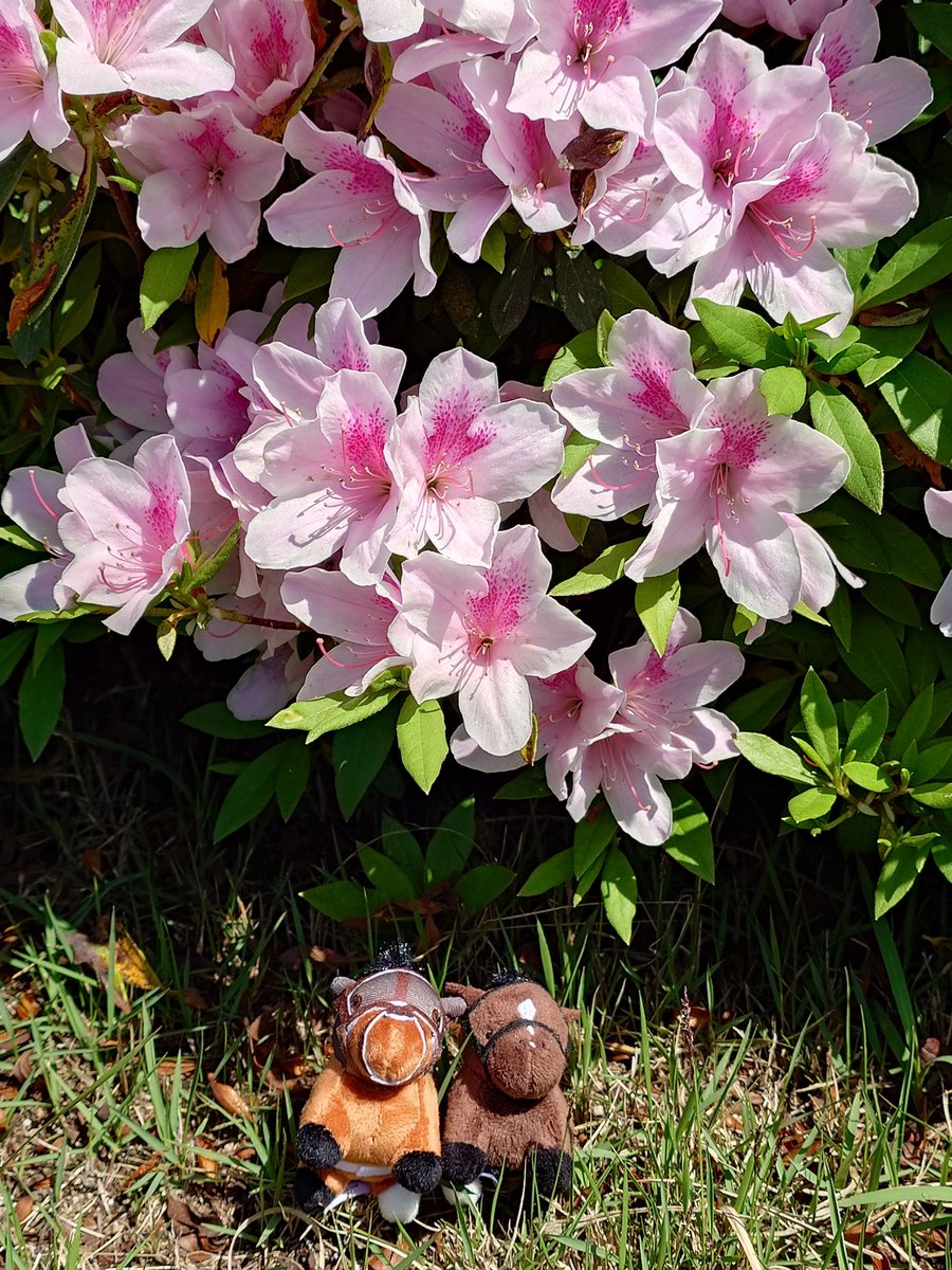 ほしお tweet media