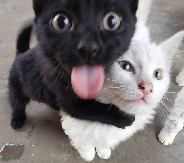 The Pets 𝕏 tweet media