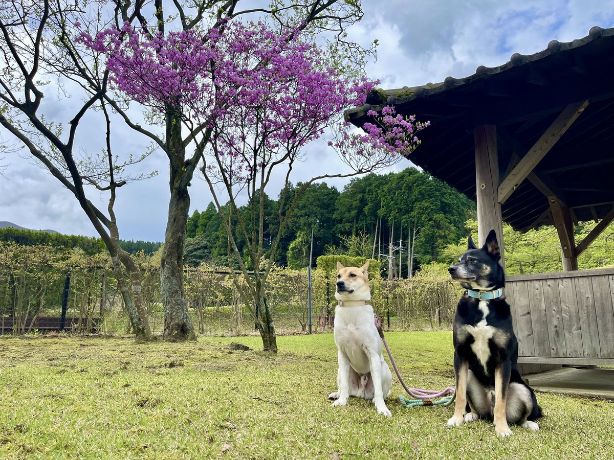 chekeAri's tweet image. 付き合わされてる犬たち。

#ZASH
#セイくん💙
#イオくん💜
#元保護犬