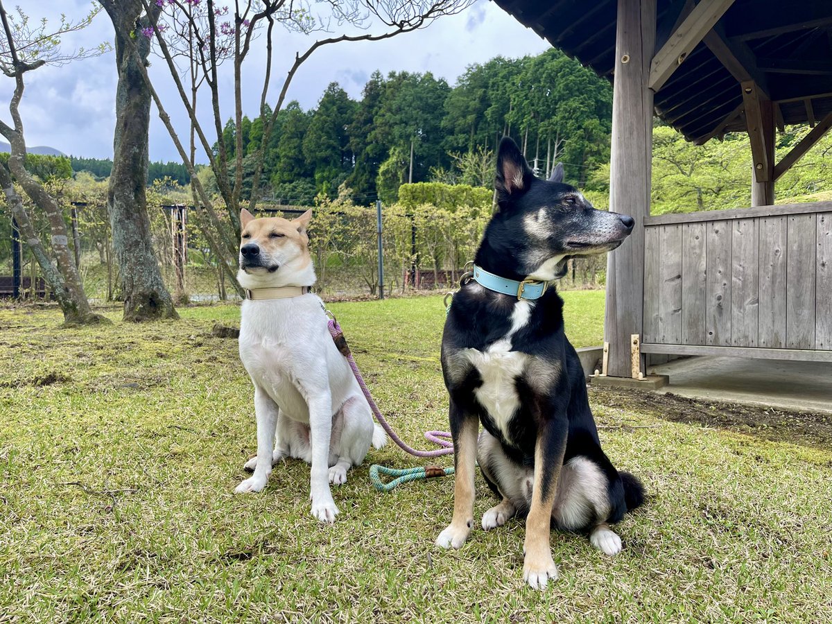 chekeAri's tweet image. 付き合わされてる犬たち。

#ZASH
#セイくん💙
#イオくん💜
#元保護犬