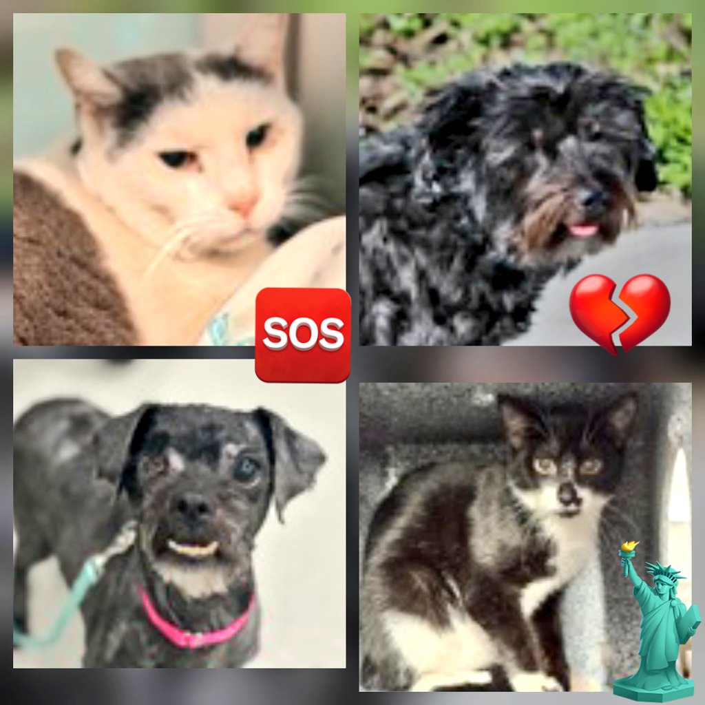 MeowMiya88's tweet image. 📢🇺🇸🗽Please RT🚨 
40 #NYC #cats #dogs need to be rescued by 12pm Saturday April 18⏳️ 
🆘️EUTH AT RISK BECAUSE ABANDONED🆘️ 
Adoption/Foster/Transport inquiries📲 
Adopt@nycacc.org MLD1nycdogs@gmail.com Nycurgentcats@gmail.com Info@amsterdog.org 
newhope.shelterbuddy.com/Animal/List?pa…