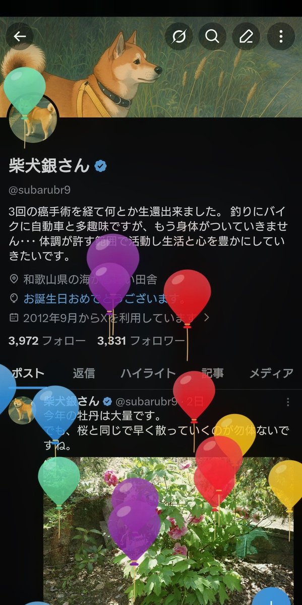 柴犬銀さん tweet media