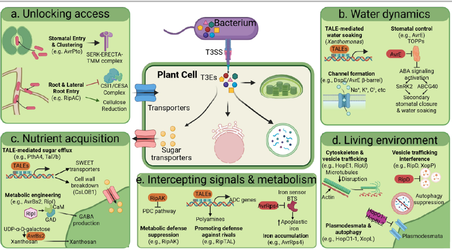 GangYuPlant's tweet photo. @AlbertoPMacho and I summarize advances in understanding how T3Es modulate cellular
processes beyond immune signaling for colonization in COPB. Sabotage behind enemy lines: Bacterial hijacking of plant cellular fun... https://t.co/emXAsmrSbw https://t.co/gWui2ADUGA