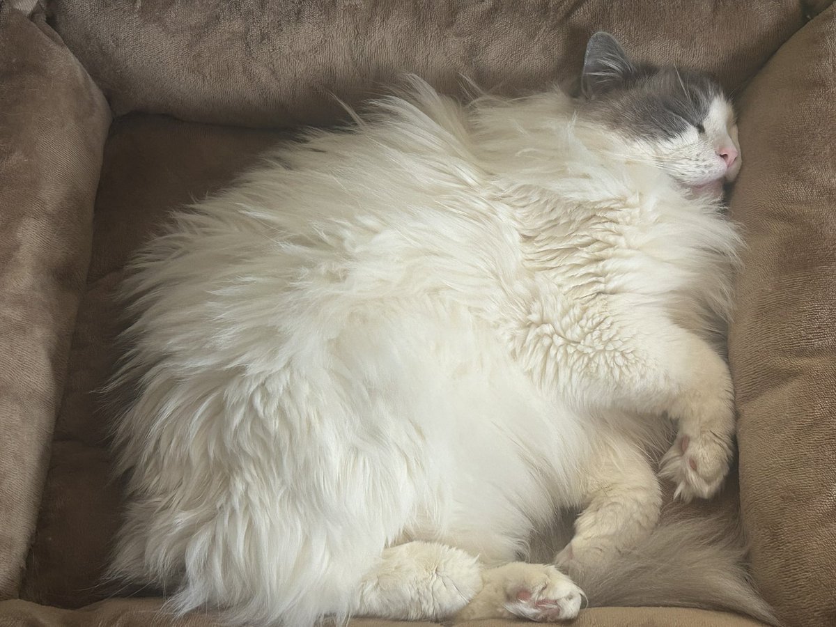 猫狂い人 tweet media