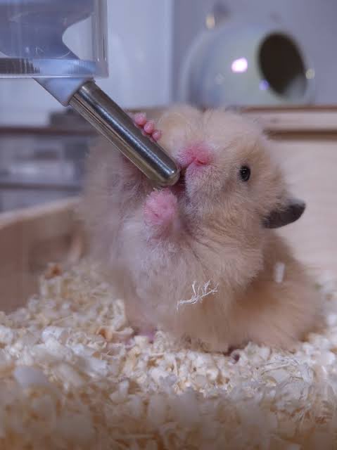 얘들아 오랜만이지 물 마셧어?

미온수로 마셧니?

유산균 먹었어??

영양제는 먹었니???

하루에 충분한 물을 섭취해줘야해

물마셔!!!!💦💦💦💦💦💦