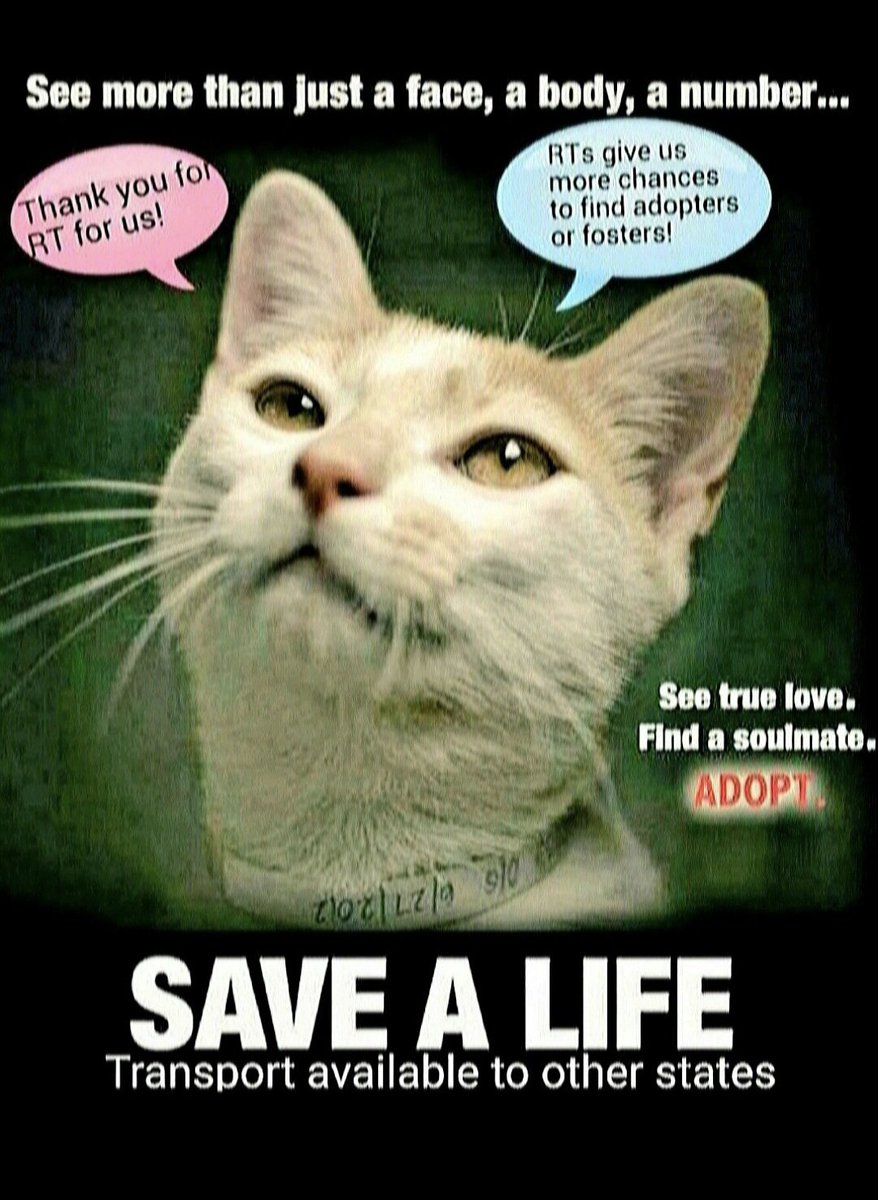 MeowMiya88's tweet image. 🆘️🆘️🆘️🆘️🆘️🆘️🆘️🆘️#NYC #cats #dogs EUTH AT RISK BECAUSE ABANDONED AND HOMELESS 🆘️🆘️🆘️🆘️🆘️🆘️🆘️🆘️🆘️📢🇺🇸🗽🚨⏳️😿🐶💔