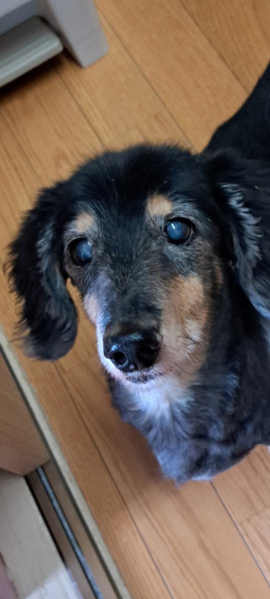 さくらミルク tweet media