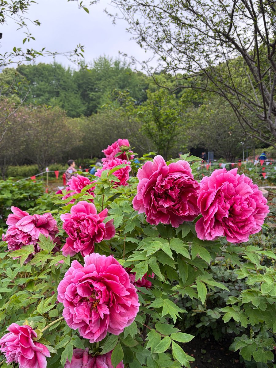 ぴゃんちゃん tweet media