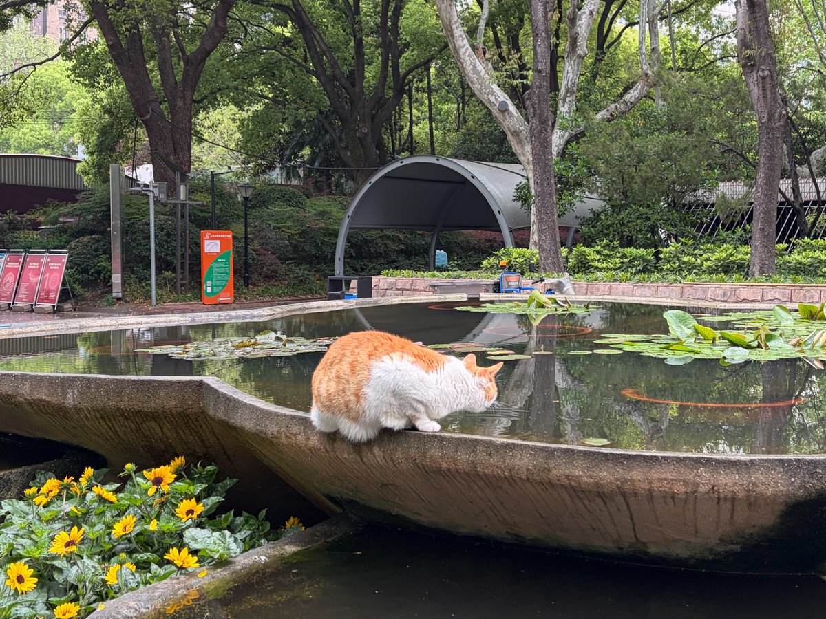 ぴゃんちゃん tweet media