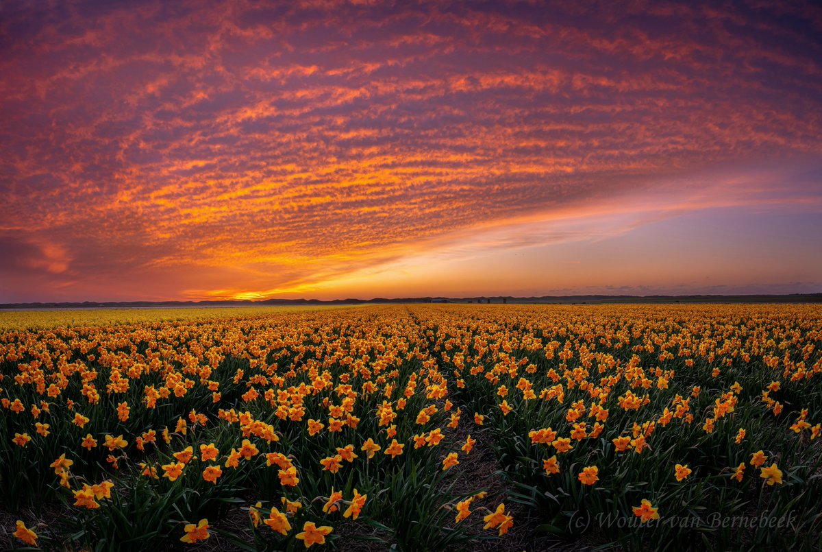 Wouter van Bernebeek tweet media