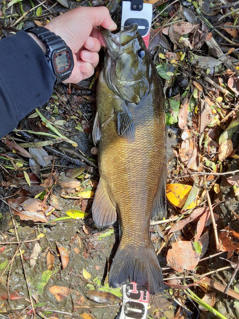 きらりあっと tweet media