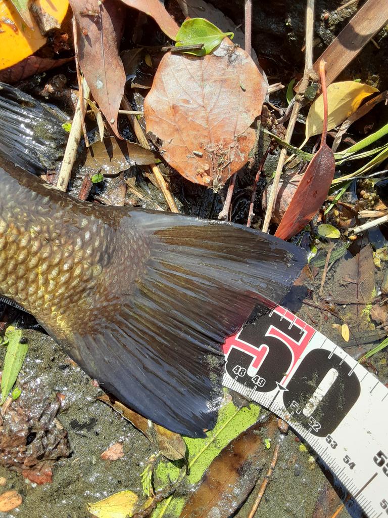 きらりあっと tweet media