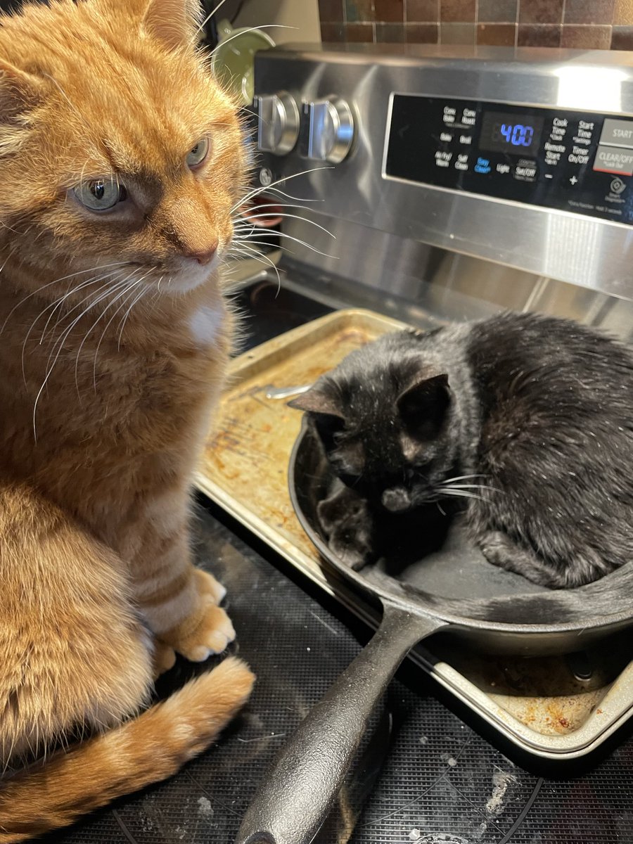 allison :( tweet media