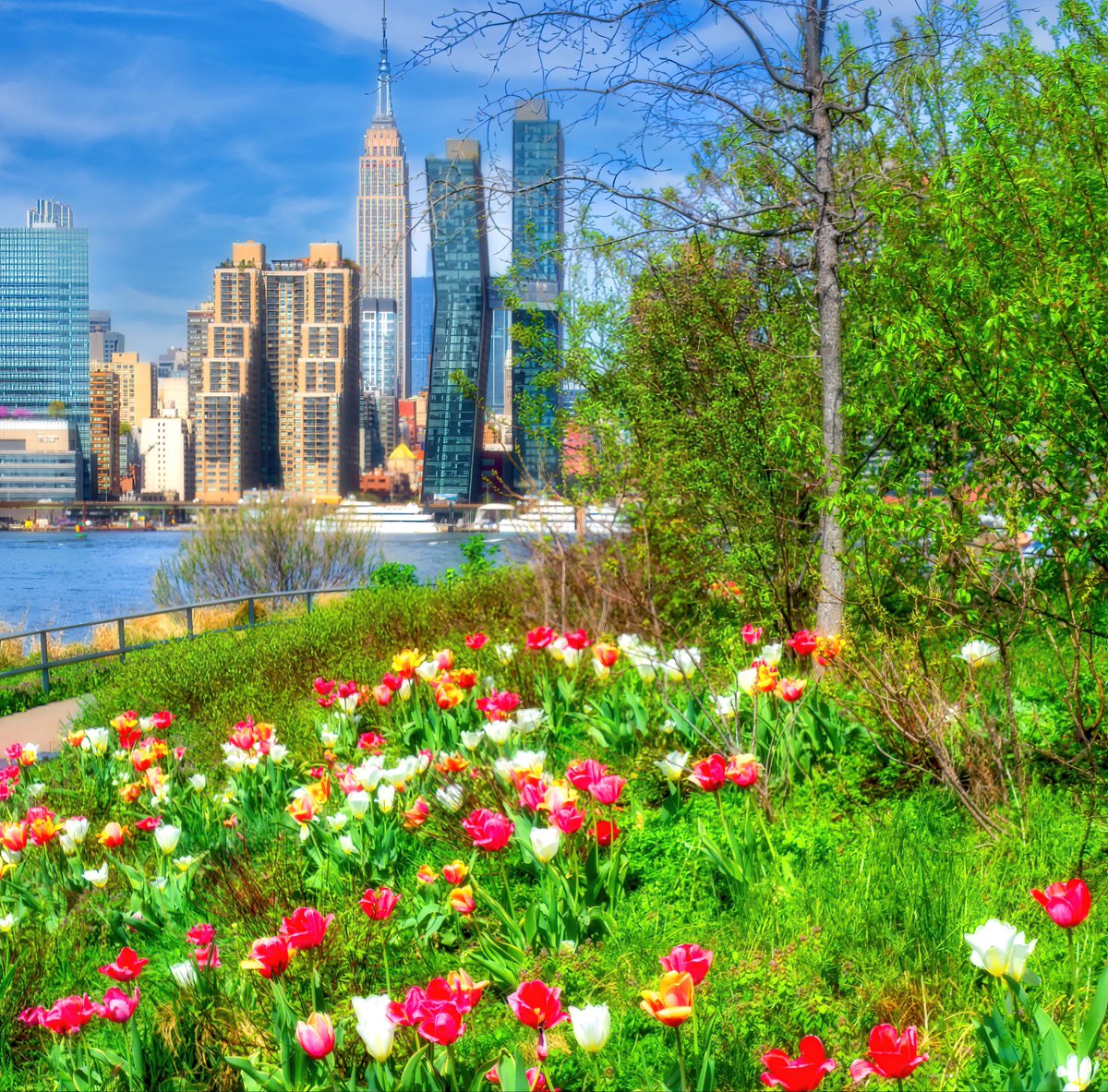 isardasorensen's tweet image. Beautiful spring blossoms and bright blue skies today in #NYC. #NewYork #NewYorkCity