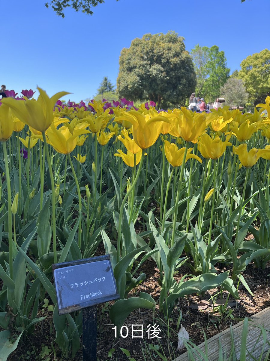 昭和記念公園セグウェイツアー【5月まで予約受付中】 tweet media