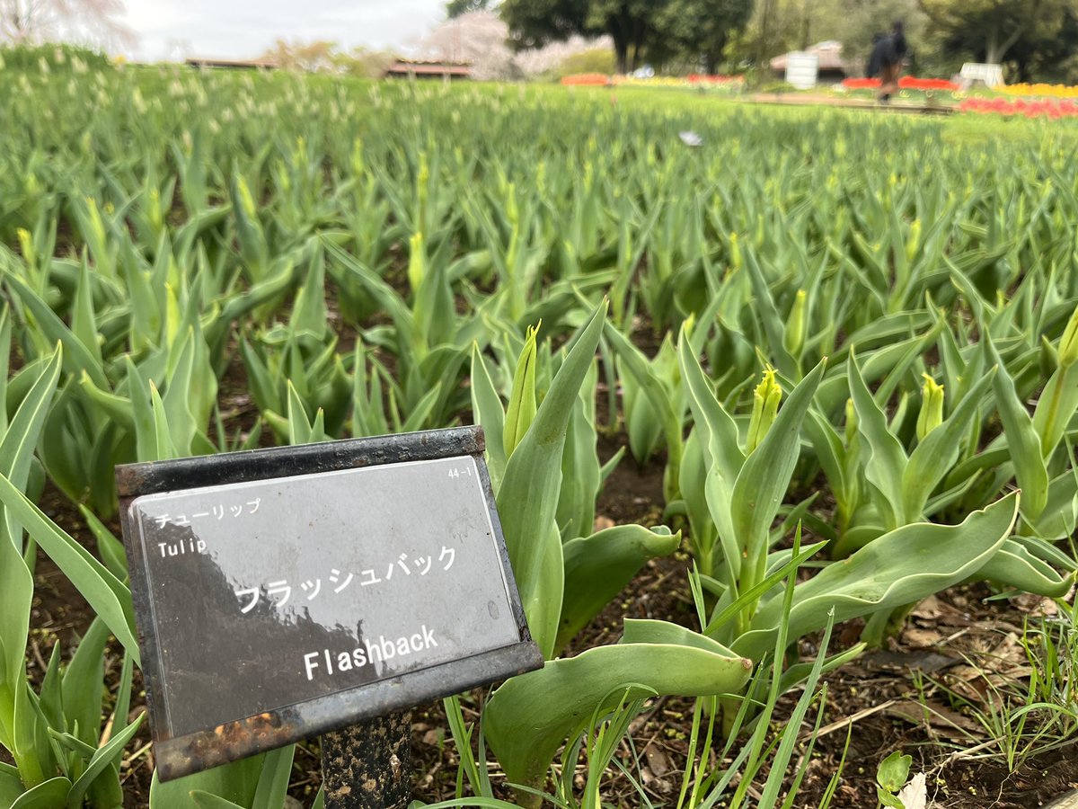 昭和記念公園セグウェイツアー【5月まで予約受付中】 tweet media