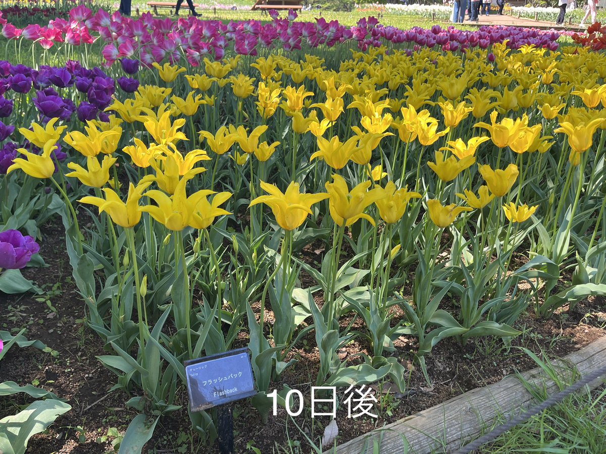 昭和記念公園セグウェイツアー【5月まで予約受付中】 tweet media