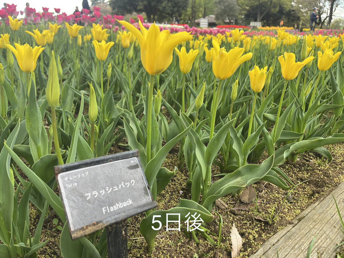 昭和記念公園セグウェイツアー【5月まで予約受付中】 tweet media