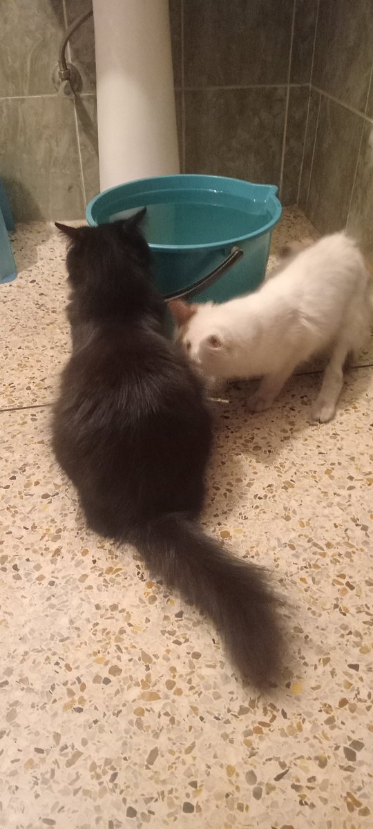 Vengador Anónimo® tweet media