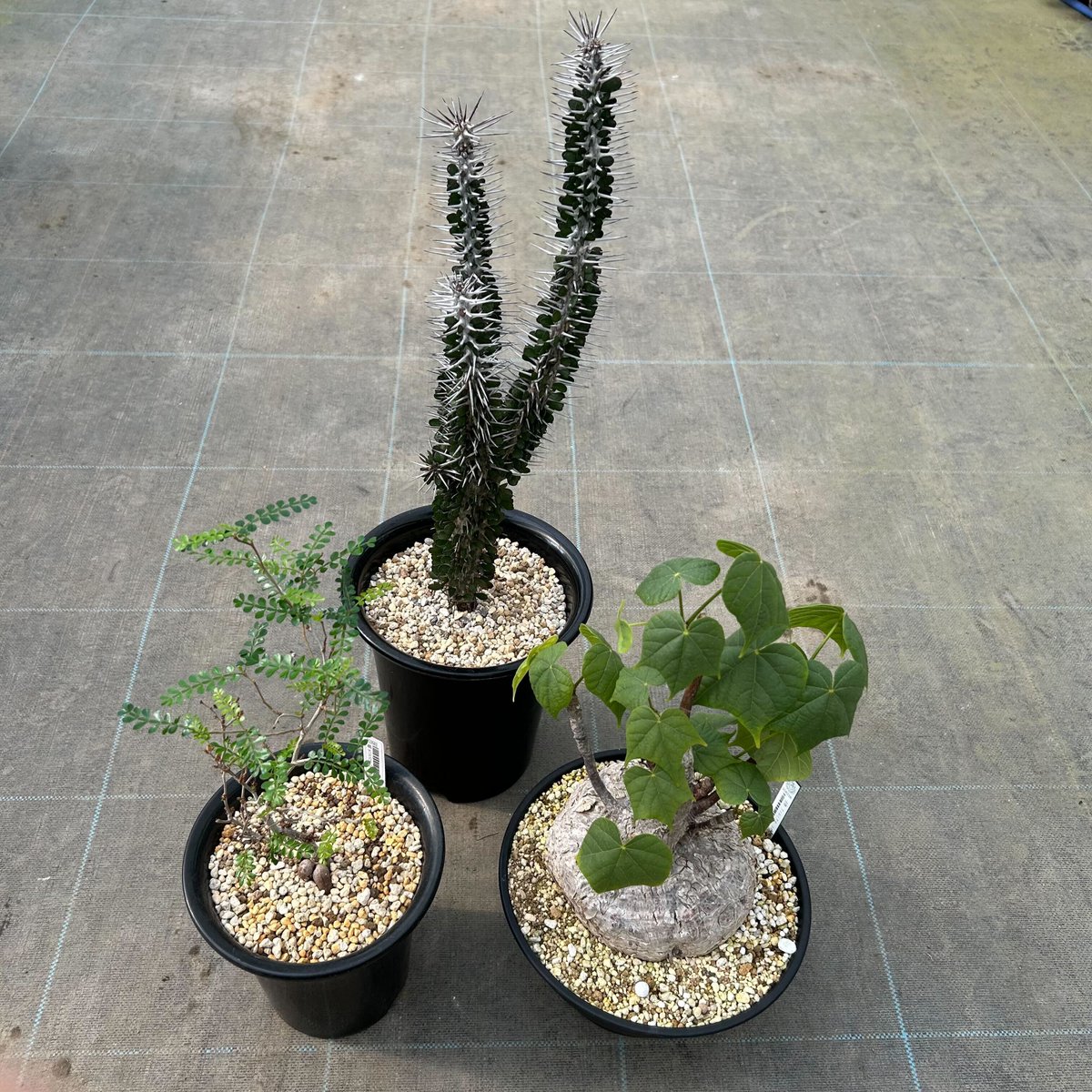 チャーム公式 tweet media