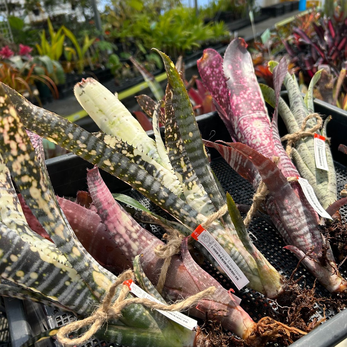 チャーム公式 tweet media